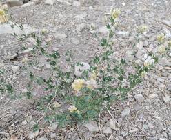 Attēlu rezultāti vaicājumam “Medicago x varia  leaf”