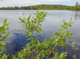 Attēlu rezultāti vaicājumam “Salix pentandra fruit”
