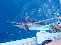 Image result for Istiompax indica