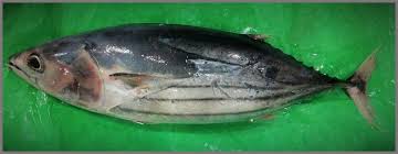 Image result for Katsuwonus pelamis