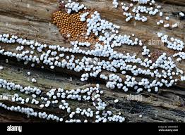 Attēlu rezultāti vaicājumam “Trichia scabra spores”