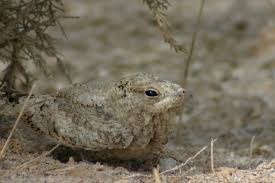 Image result for Caprimulgus aegyptius
