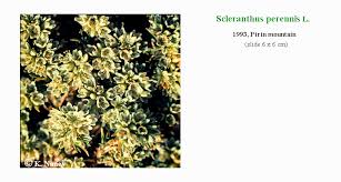 Attēlu rezultāti vaicājumam “Scleranthus perennis flower”