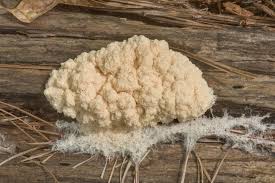 Attēlu rezultāti vaicājumam “Fuligo laevis spores”