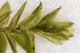 Attēlu rezultāti vaicājumam “Plagiothecium latebricola”