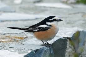 Image result for Lanius nubicus