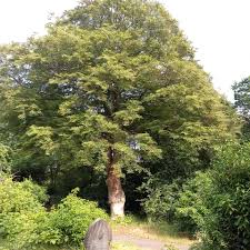 Attēlu rezultāti vaicājumam “Fagus sylvatica fo. laciniata bud”