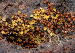 Attēlu rezultāti vaicājumam “Perichaena corticalis macro”