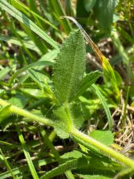 Attēlu rezultāti vaicājumam “Ononis arvensis”