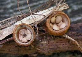 Attēlu rezultāti vaicājumam “Crucibulum laeve”