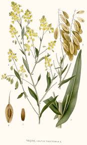 Image result for Isatis tinctoria
