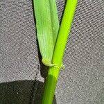 Attēlu rezultāti vaicājumam “Festuca gigantea”