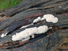 Attēlu rezultāti vaicājumam “Amaurochaete fusiformis macro”