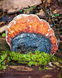 Attēlu rezultāti vaicājumam “Fomitopsis pinicola”