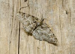 Attēlu rezultāti vaicājumam “Cleora cinctaria”