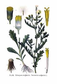 Attēlu rezultāti vaicājumam “Senecio vulgaris”