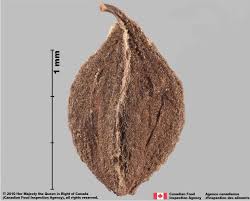 Attēlu rezultāti vaicājumam “Fallopia convolvulus fruit”