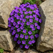 Attēlu rezultāti vaicājumam “Aubrieta deltoidea leaf”