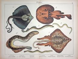 Image result for Torpedo marmorata