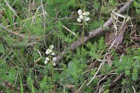 Attēlu rezultāti vaicājumam “Pyrola media”