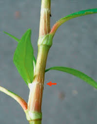 Attēlu rezultāti vaicājumam “Persicaria maculosa”