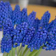 Attēlu rezultāti vaicājumam “Muscari armeniacum flower”