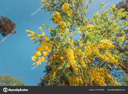 Attēlu rezultāti vaicājumam “Caragana arborescens flower”