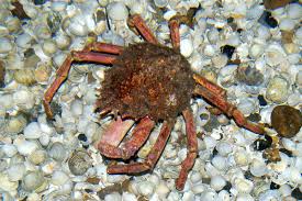 Image result for Lithodes maja