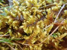 Attēlu rezultāti vaicājumam “Ctenidium molluscum”