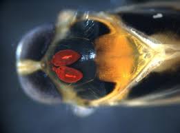 Attēlu rezultāti vaicājumam “Hydrachna”