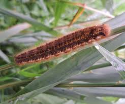 Attēlu rezultāti vaicājumam “Euthrix potatoria larva”