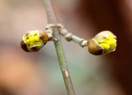 Attēlu rezultāti vaicājumam “Cornus mas flower”
