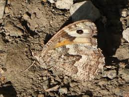 Attēlu rezultāti vaicājumam “Hipparchia semele underside”