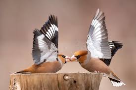 Attēlu rezultāti vaicājumam “Coccothraustes coccothraustes adult”