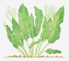 Attēlu rezultāti vaicājumam “Armoracia rusticana leaf”