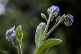 Attēlu rezultāti vaicājumam “Myosotis ramosissima flower”