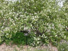 Attēlu rezultāti vaicājumam “Exochorda giraldii var. wilsonii”