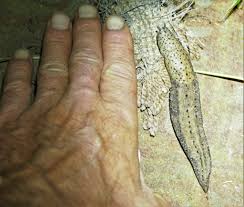 Attēlu rezultāti vaicājumam “Limax maximus”