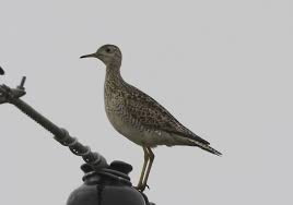 Image result for Bartramia longicauda