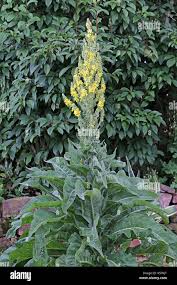 Image result for Verbascum densiflorum