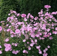 Image result for Malva alcea