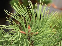 Attēlu rezultāti vaicājumam “Pinus ponderosa”