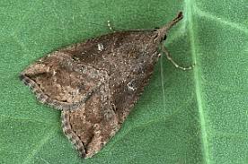 Attēlu rezultāti vaicājumam “Hypena rostralis”