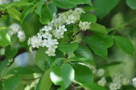 Attēlu rezultāti vaicājumam “Sorbus alnifolia”