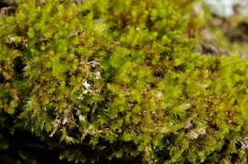 Attēlu rezultāti vaicājumam “Platygyrium repens”