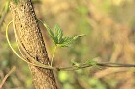 Attēlu rezultāti vaicājumam “Taraxacum officinale aggr.”