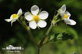 Attēlu rezultāti vaicājumam “Fragaria moschata flower”