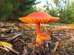 Attēlu rezultāti vaicājumam “Pluteus leoninus”