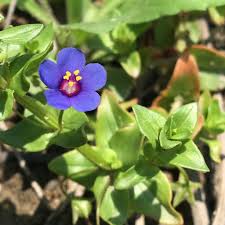 Image result for Anagallis arvensis