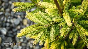Attēlu rezultāti vaicājumam “Picea orientalis”